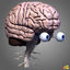 3d max human brain