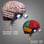 3d max human brain