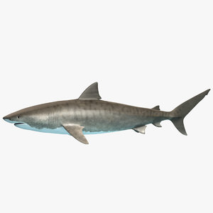 tiger shark 3d model