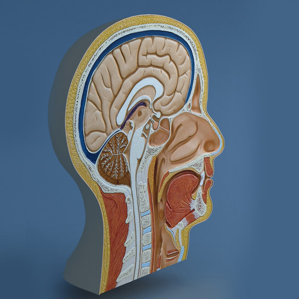 3dsmax correct head cutaway