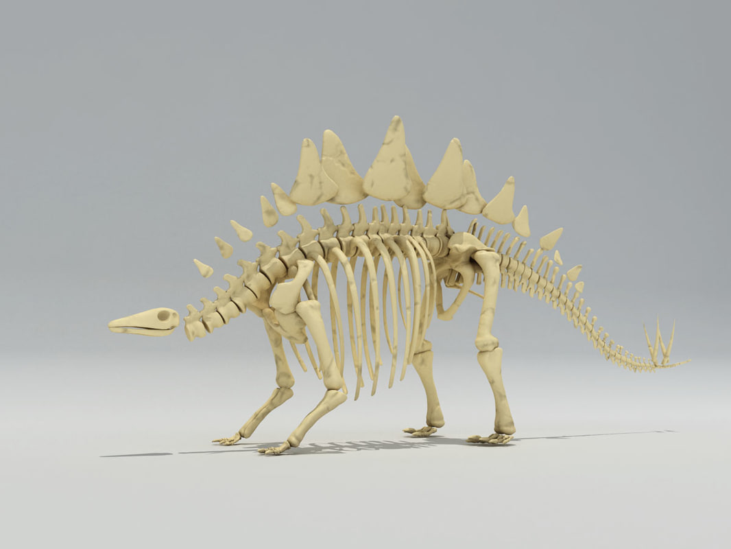 complete stegosaurus skeleton