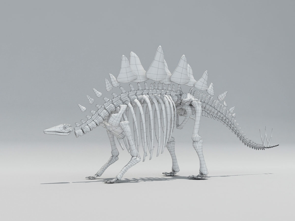 stegosaurus skeleton model