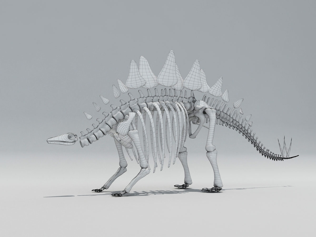 stegosaurus skeleton model