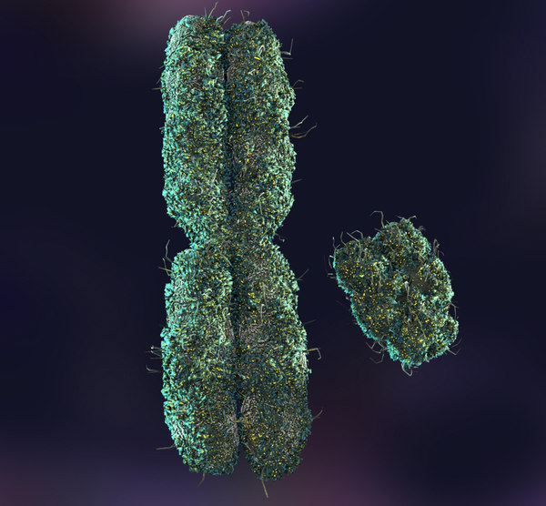 X Y Chromosomes 3d Model