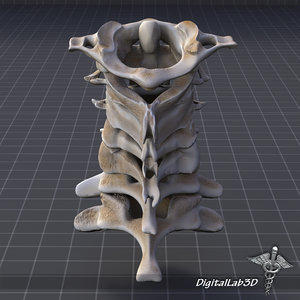 3d model human cervical vertebrae