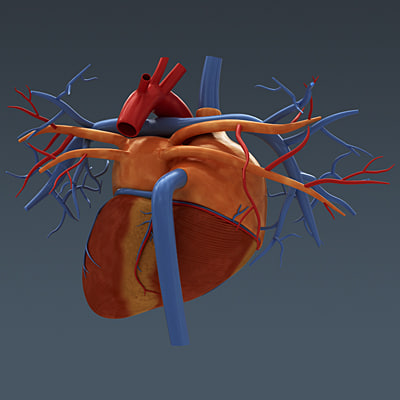 human heart - internal anatomy 3d model