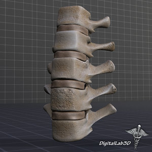 3d human lumbar vertebrae