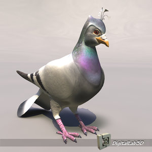 3d pigeon bird