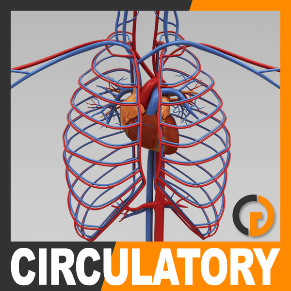 3d model human circulatory internal anatomy