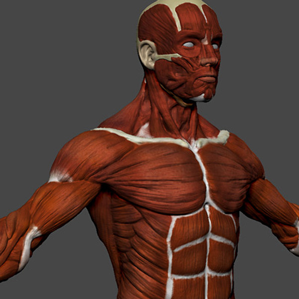 zbrush body 3d max