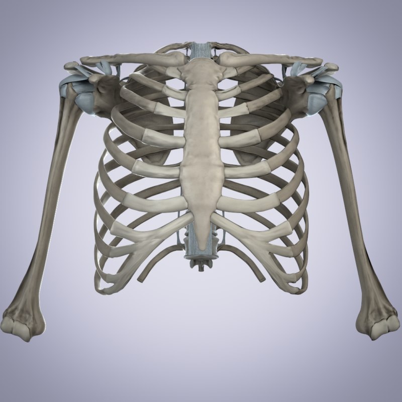 shoulder bones anatomy thoracic 3d fbx