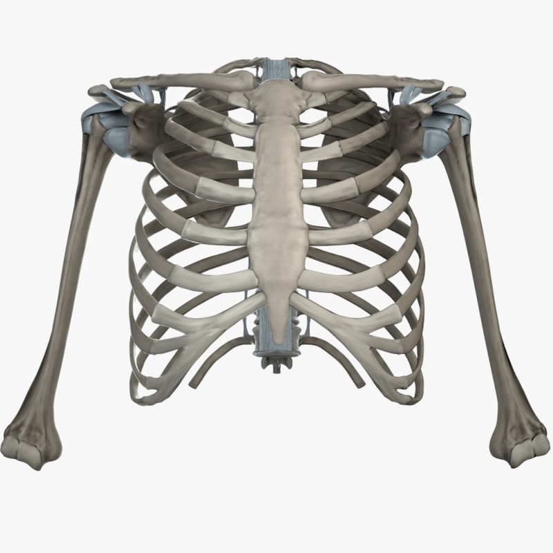 shoulder bones anatomy thoracic 3d fbx