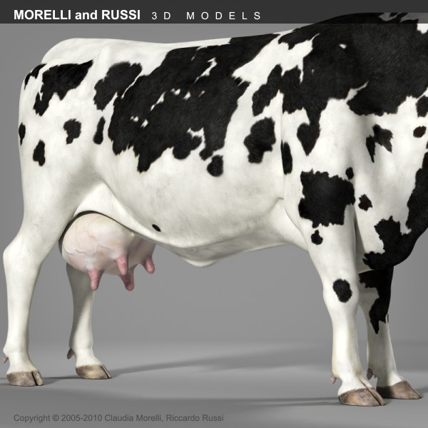 Morelli Cow 3d Obj