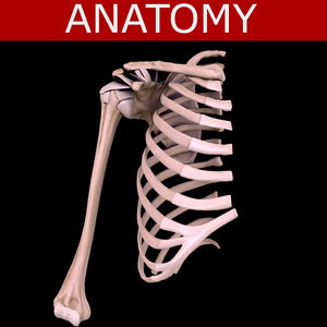 3d model shoulder bones