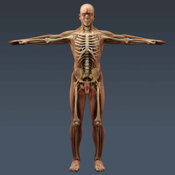 anatomically human male body 3d max