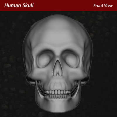 human skull modeled 3d model