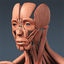anatomically human male body 3d model
