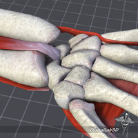 3d elbow joint configuration bones