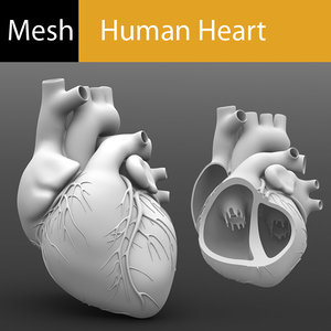 3d model human heart
