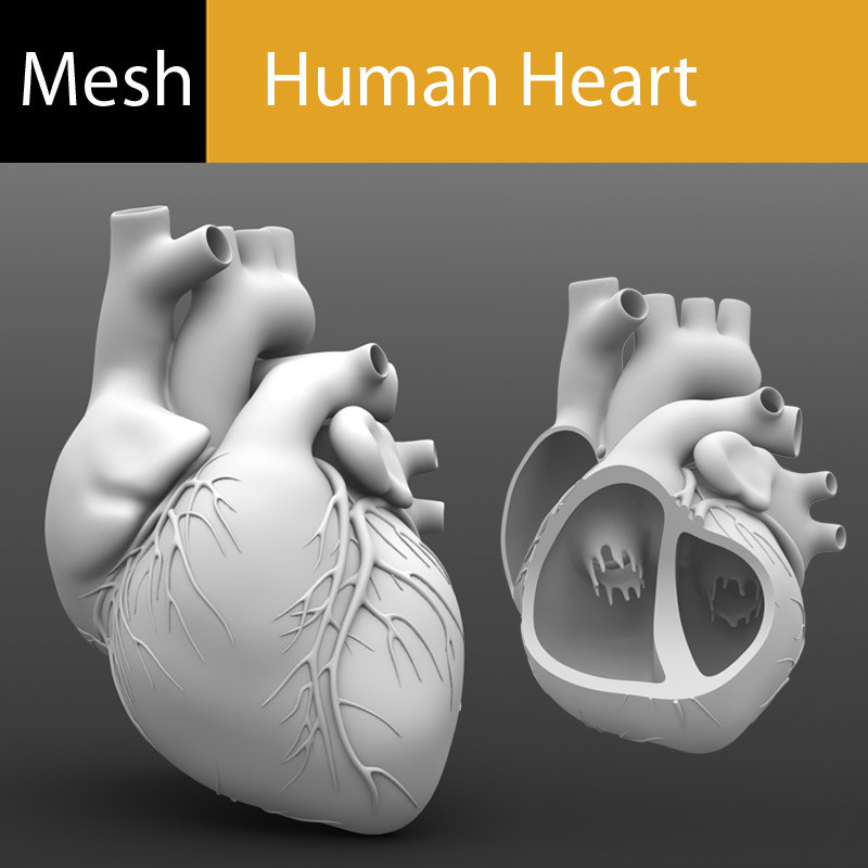 3d model human heart