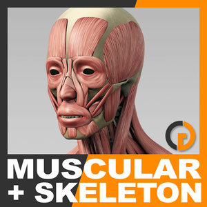 Turbosquid éducation MuscularSkeletonSkel_th01.jpg78be88d8-f949-433f-9d1e-537d2789cd01Res300