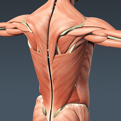 3d anatomically human muscular skeleton