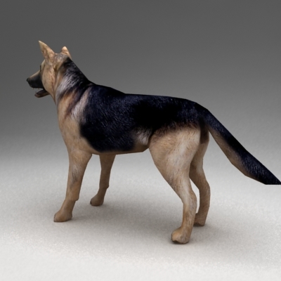 3d Rigged German Shepherd