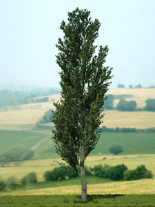 3d poplar tree 02 model