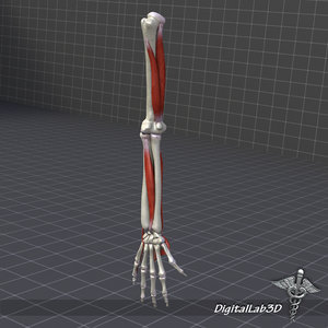 3d human arm structures
