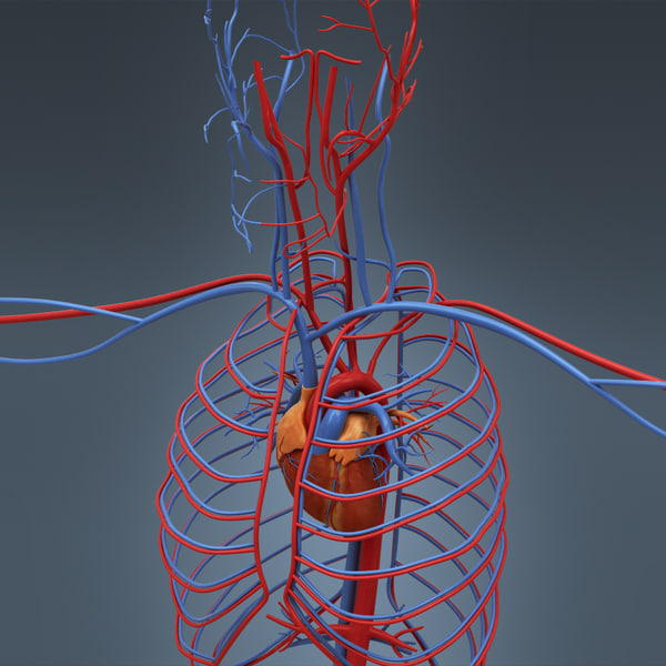 human male body circulatory 3d model