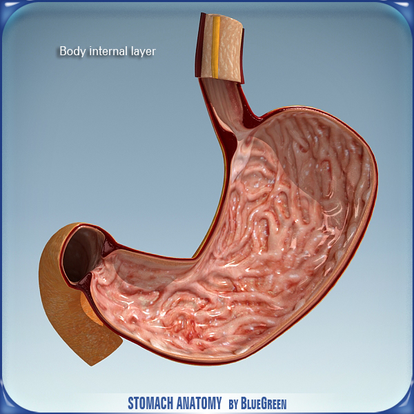 stomach anatomy 3d 3ds