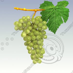 green grapes 3d model