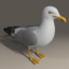 seagull standing wings 3d c4d