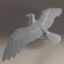 seagull standing wings 3d c4d
