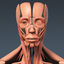 maya anatomically human muscular