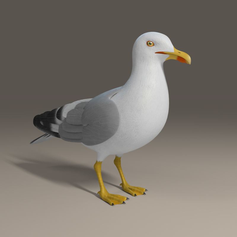  seagull  rigged 3d  max