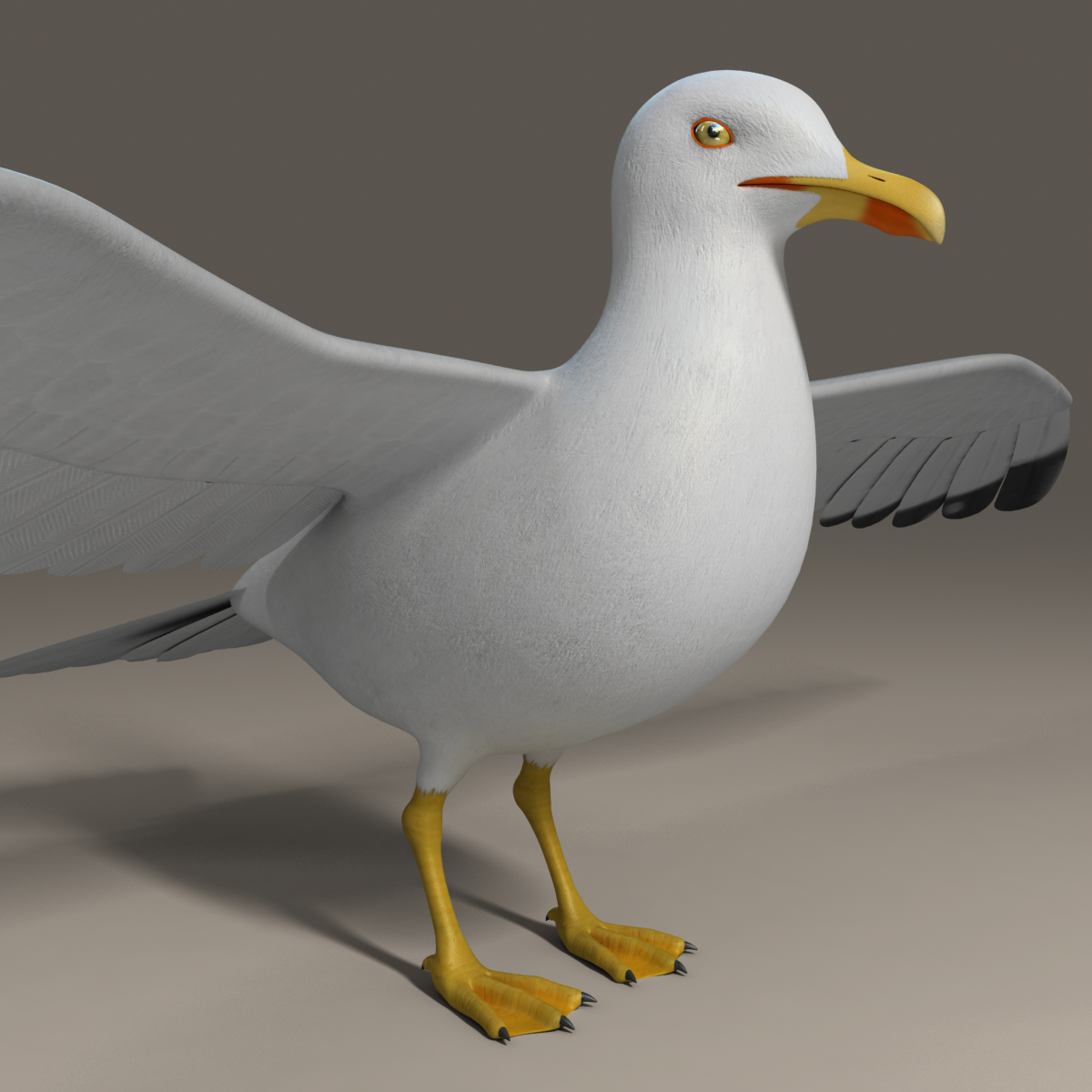  seagull  rigged 3d  max