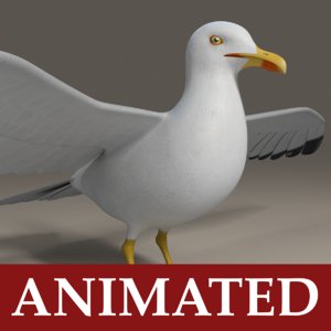 seagull rigged 3d max