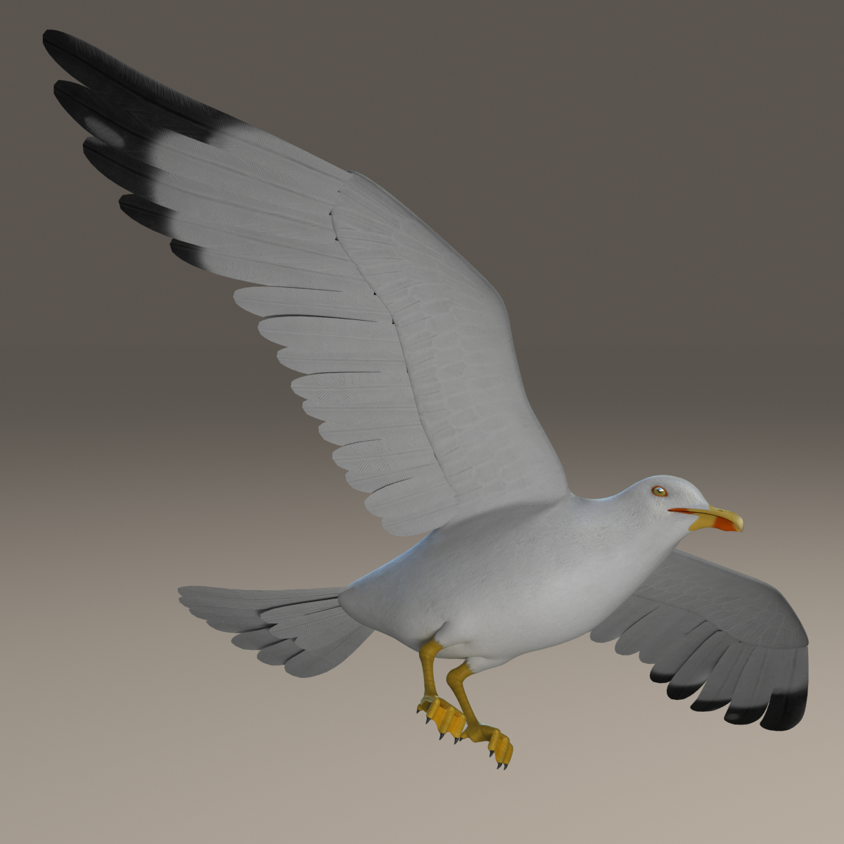  seagull  rigged 3d  max