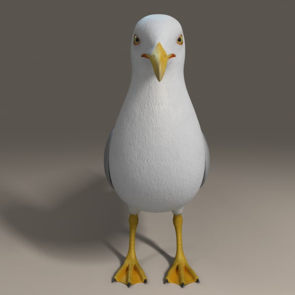  seagull  rigged 3d  max