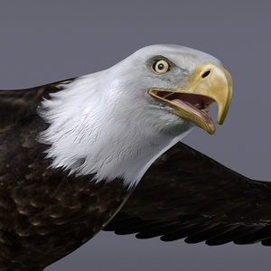 3d bald eagle