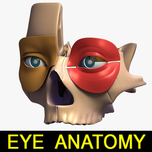 3d anatomy eye model
