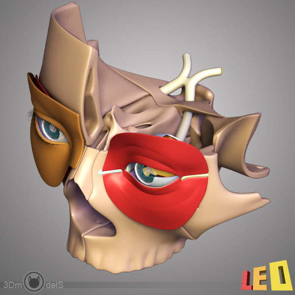 3d anatomy eye model