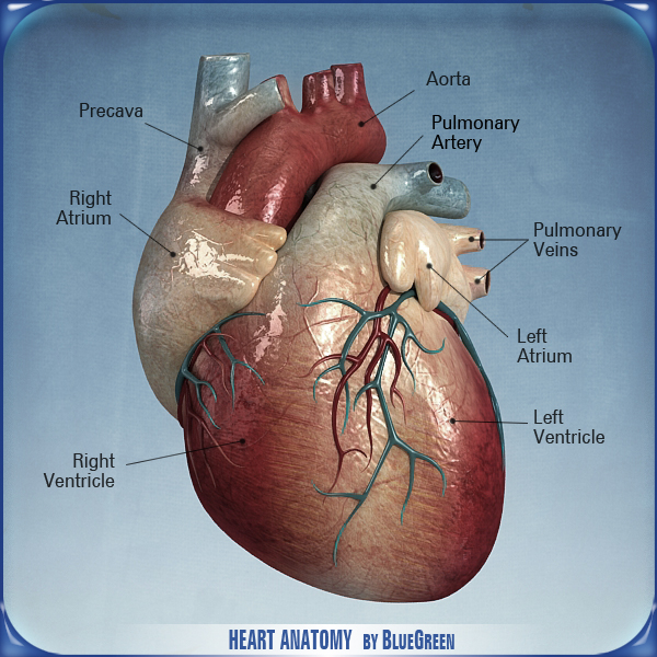 heart anatomy 3d c4d