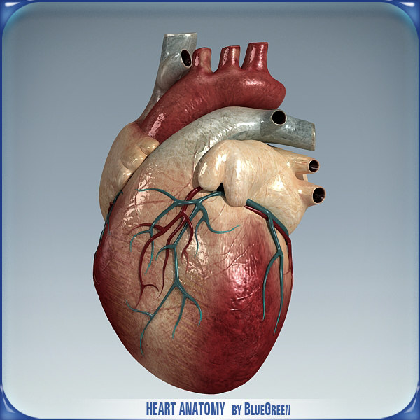 heart anatomy 3d c4d