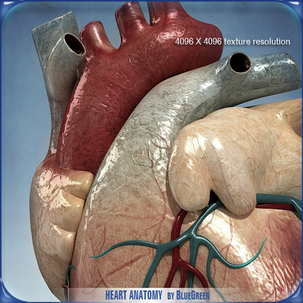 heart anatomy 3d c4d