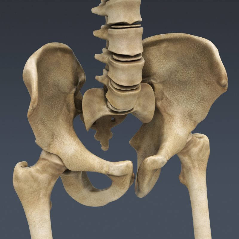 人体男性身体肌肉消化系统和骨骼 - 解剖学3d模型