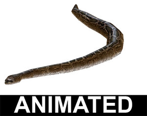 x anaconda snake