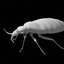 maya bedbug quads lightwave