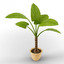 3d model small plant